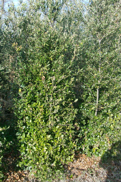 Holm-oak bush (Quercus Ilex)