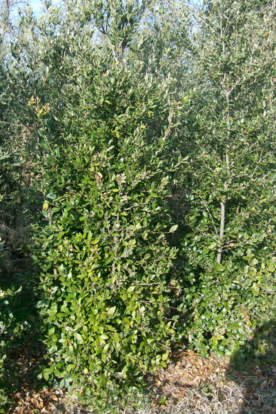 Quercus Ilex Cespuglio