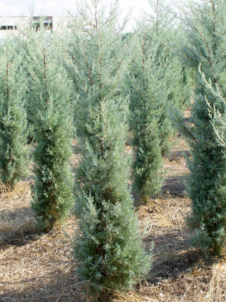 Cypress (Cupressus Arizonica fastigiata)