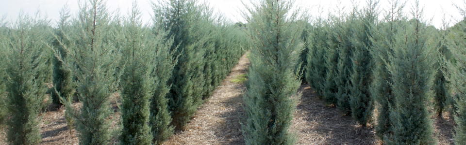 Cypress (Cupressus Arizonica fastigiata)