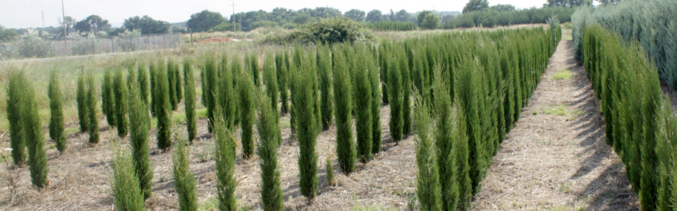 Cypress (Cupressus Sempervirens)