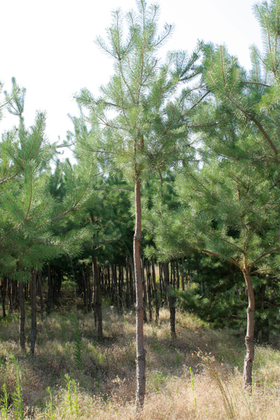 Pinus Sylvestris