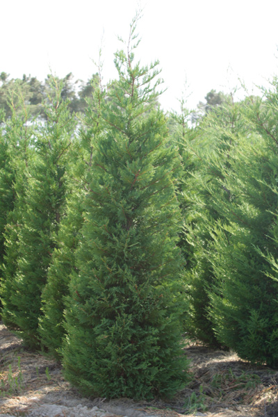 Leylandii