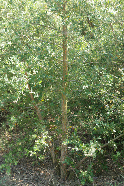 Quercus Suber