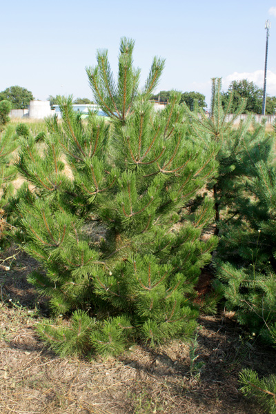 Austriaca pine (Pinus Nigra)