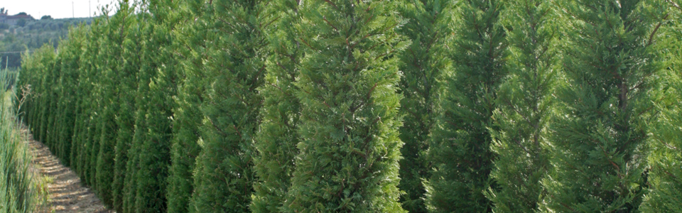 Leylandii