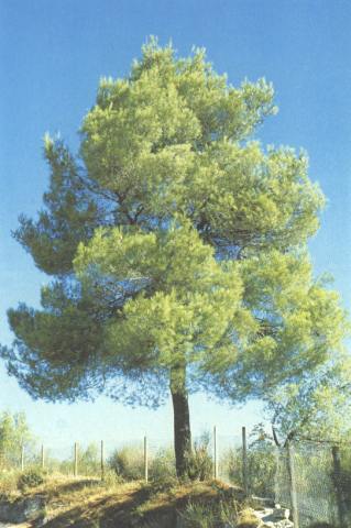 Pinus Halepensis