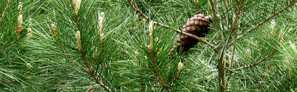 Pinus Halepensis