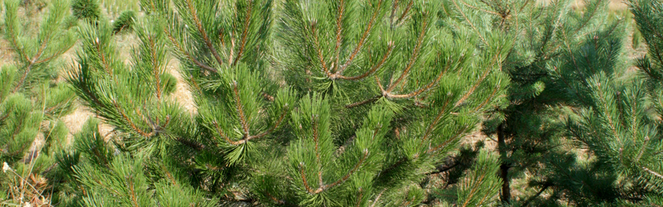 Pinus Nigra