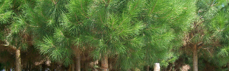 Pine (Pinus Pinea)