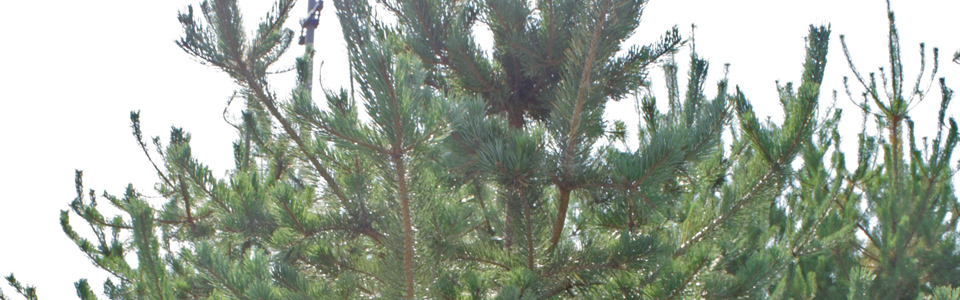 Pinus Sylvestris