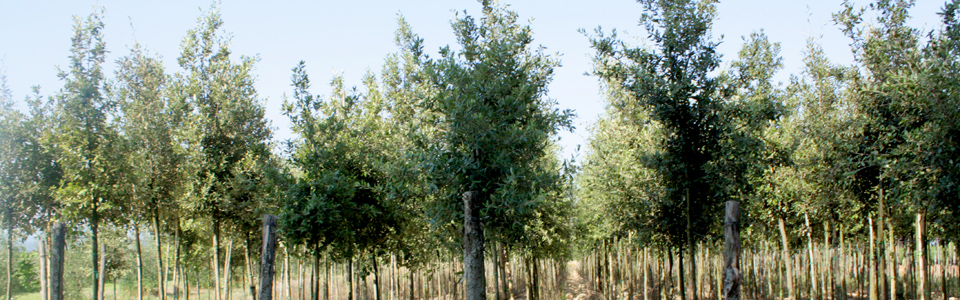 Quercus Ilex Alberello
