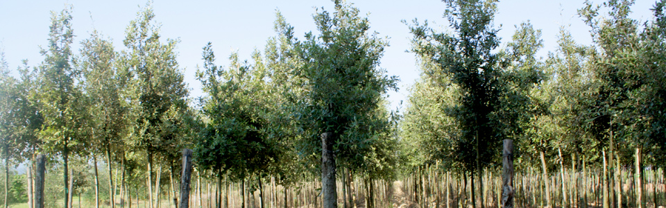 Holm-oak (Quercus Ilex) 