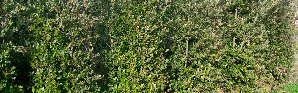 Quercus Ilex Cespuglio