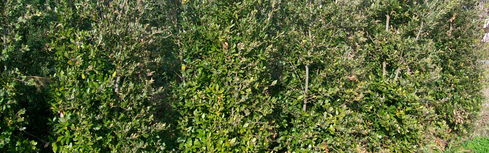 Holm-oak bush (Quercus Ilex)